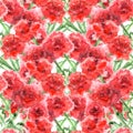 Watercolor carnation clove red flower seamless pattern texture