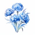 Blue Carnations Watercolor Illustration On White Background