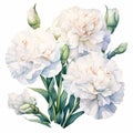 Realistic Watercolor White Carnations: Victorian-inspired Illustrations