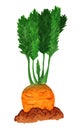 Watercolor carrot in the ground, side view