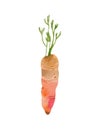 Watercolor carrot illustration. Vegetables in realistic style