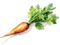 Watercolor Carrot Isolated, Aquarelle Carrots, Creative Watercolor Carrot Root And Leaves