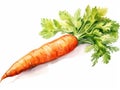 Watercolor Carrot Isolated, Aquarelle Carrots, Creative Watercolor Carrot Root And Leaves