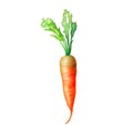 Watercolor carrot isolated on a white background illustration