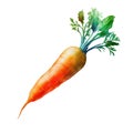 Watercolor carrot isolated on a white background illustration