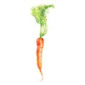 Watercolor carrot with top on white background. Hand drawn fresh isolated vegetable. Royalty Free Stock Photo