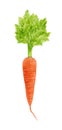 Watercolor carrot vegetable realistic drawing