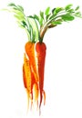 Watercolor carrot