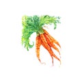 Watercolor carrot