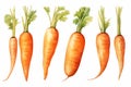 watercolor carrotes isolated on white Royalty Free Stock Photo