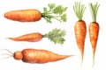 watercolor carrotes isolated on white Royalty Free Stock Photo