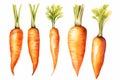 watercolor carrotes isolated on white background Royalty Free Stock Photo