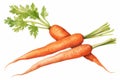 watercolor carrotes isolated, AI Royalty Free Stock Photo