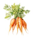 Watercolor carrots with lush tops isolated on white background