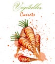 Watercolor carrots Vector. Delicious design with colorful paint stains decor