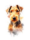 Cute Airedale Terrier dog on white background.