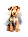 Cute Airedale Terrier puppy on white background.