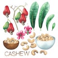 Watercolor cashew fruits, leaves, flowers and bowls of nuts.