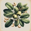 Watercolor cashew vintage retro poster design. Vector cashew illustration, fruits theme