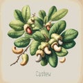 Watercolor cashew vintage retro poster design. Vector cashew illustration, fruits theme