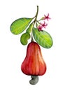 Watercolor cashew on white background with leaves, fruit and flowers illustration.