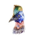 Watercolor cassowary portrait illustration. Hand drawn australian wildlife bird, isolated on white background. Royalty Free Stock Photo