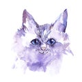 Watercolor cat illustration white fluffy cat with blue eyes on a white background Royalty Free Stock Photo