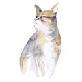 Watercolor cat illustration white fluffy tabby cat with blue eyes on a white background Royalty Free Stock Photo