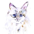 Watercolor cat illustration white fluffy tabby cat with blue eyes on a white background Royalty Free Stock Photo