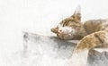 Watercolor cat sleeping on floor with abstract color on white paper background. Painting of beautiful artwork.