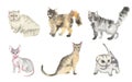 Watercolor cats set.