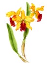 Hand drawn watercolor yellow cattleya orchid isolated on a white.