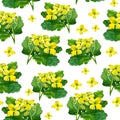 watercolor celandine Botanical pattern on a white background.