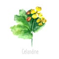 Watercolor celandine herb.