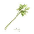 Watercolor celery- hand painted