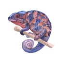 Watercolor chameleon animal