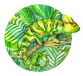 Watercolor chameleon in the tropical forest. Illustration in circle on white background. Royalty Free Stock Photo
