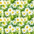 Watercolor chamomile daisy flowers seamless pattern background Royalty Free Stock Photo