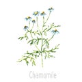 Watercolor chamomile herbs.