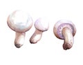 Watercolor champignon mushroom illustration isolated