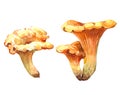 Watercolor chanterelle mushroom illustration isolated