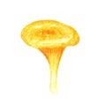 Watercolor Chanterelle Mushroom isolated on white background. Edible mushrooms yellow chanterelle vegetarianism. Golden