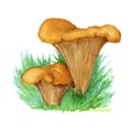 watercolor chanterelle mushrooms in the grass, edible ginger mushroom painted in watercolor