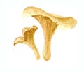 Watercolor Chanterelle Mushrooms