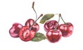 Watercolor cherries on white background