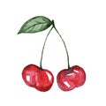 Watercolor cherry berry on branch for design isolated on white background, fresh cherry berry sketch watercolor Royalty Free Stock Photo