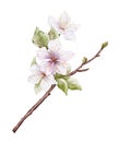 Watercolor Cherry blossom blooming on the branches