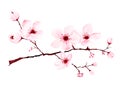 Watercolor cherry blossom branches hand painted