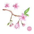 Watercolor cherry blossom illustration. Hand painted sakura tree branch with pink flowers, buds and leaves Royalty Free Stock Photo