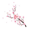 Watercolor cherry blossom vector. Pink sakura flower background. Cherry blossom flower blooming vector. Cherry blossom branch with Royalty Free Stock Photo